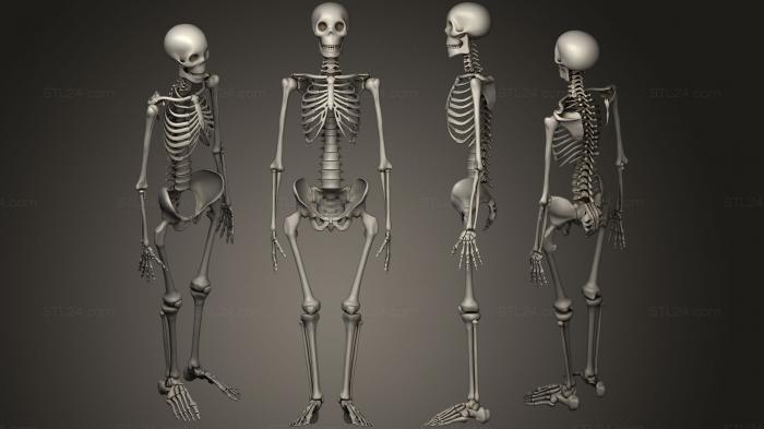 Анатомия скелеты и черепа (сКелетон, ANTM_0750) 3D модель для ЧПУ станка